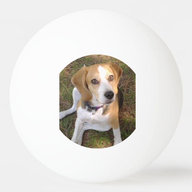 Pelota De Ping Pong Beagle que sienta 2 (Anverso)