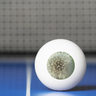 Pelota De Ping Pong Big White Dandelion
