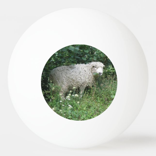 Pelota De Ping Pong Blanquecinas blanquecinas de oveja que comen panes (Anverso)