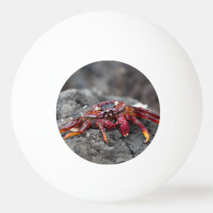 Pelota De Ping Pong Cangrejo de roca roja