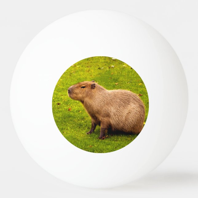 Pelota De Ping Pong Carpincho (Anverso)