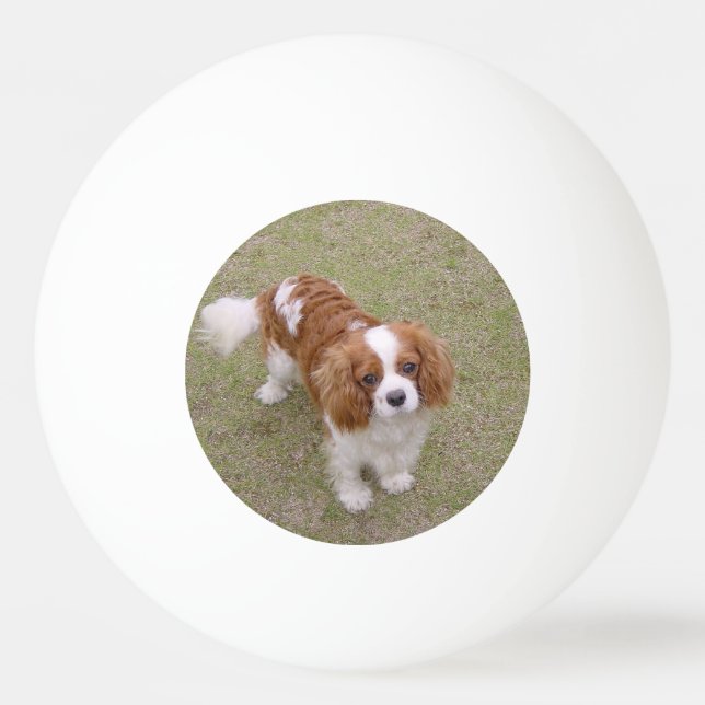 Pelota De Ping Pong Cavalier-king-charles-spaniel completo (Anverso)