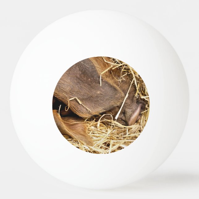 PELOTA DE PING PONG CERDO CUTIDO (Anverso)