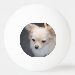 Pelota De Ping Pong Chihuahua de pelo largo