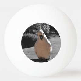 Pelota De Ping Pong Curiosa Cacatúa Crestada de Azufre