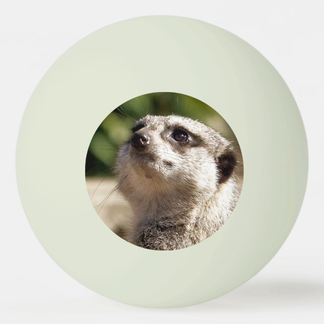 PELOTA DE PING PONG CUTE MEERKAT (Anverso)