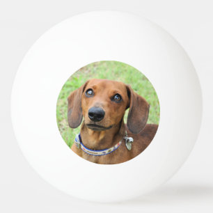 Pelota De Ping Pong Dachshund