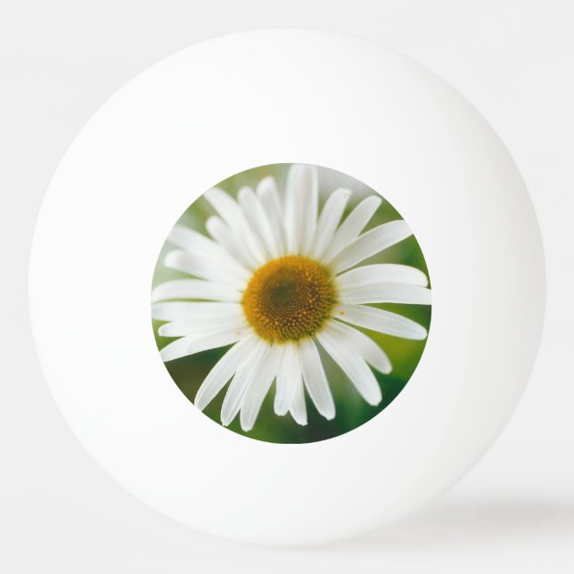 Pelota De Ping Pong Daisy de Oxeye blanco - Leucanthemum vulgare (Anverso)