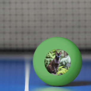 Pelota De Ping Pong Dexter Al Gato Siamés Negro, Ping Pong Ball