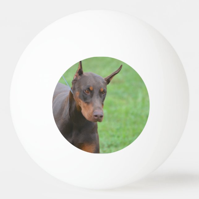 Pelota De Ping Pong Doberman (Anverso)
