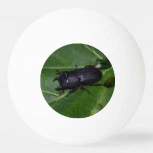 Pelota De Ping Pong Dorcus parallelipipedus , el escarabajo de menor t
