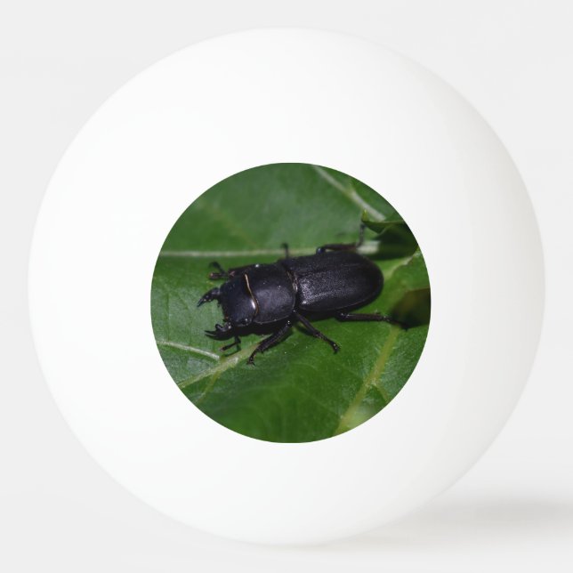 Pelota De Ping Pong Dorcus parallelipipedus , el escarabajo de menor t (Anverso)