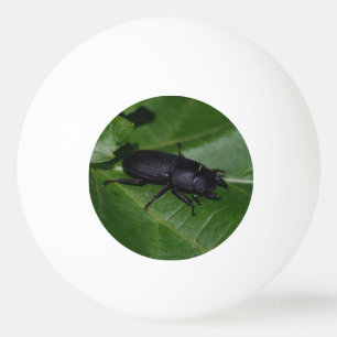 Pelota De Ping Pong Dorcus parallelipipedus , el escarabajo de menor t