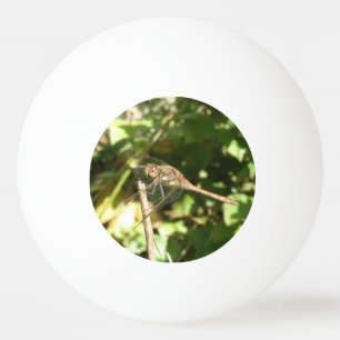 Pelota De Ping Pong Dragonfly sobre un baile de ping-pong
