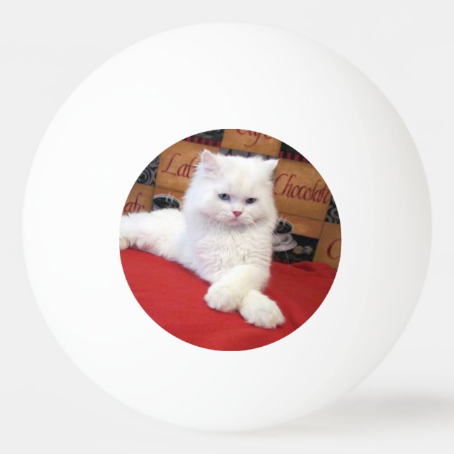 Pelota De Ping Pong Eli - Persa Cat Ping Pong Ball (Reverso)