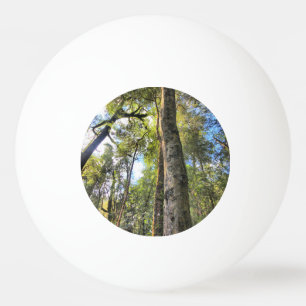 Pelota De Ping Pong Eucaliptus Gum Trees de la selva tropical australi
