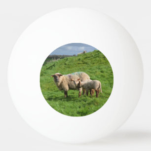 Pelota De Ping Pong Familia de las ovejas