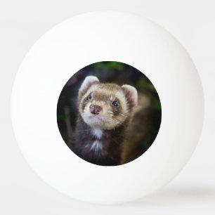 Pelota De Ping Pong Ferret