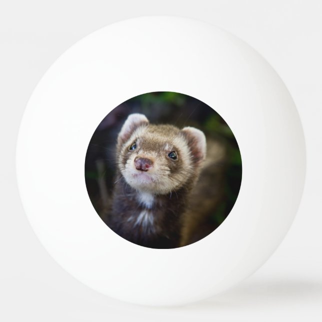 Pelota De Ping Pong Ferret (Anverso)