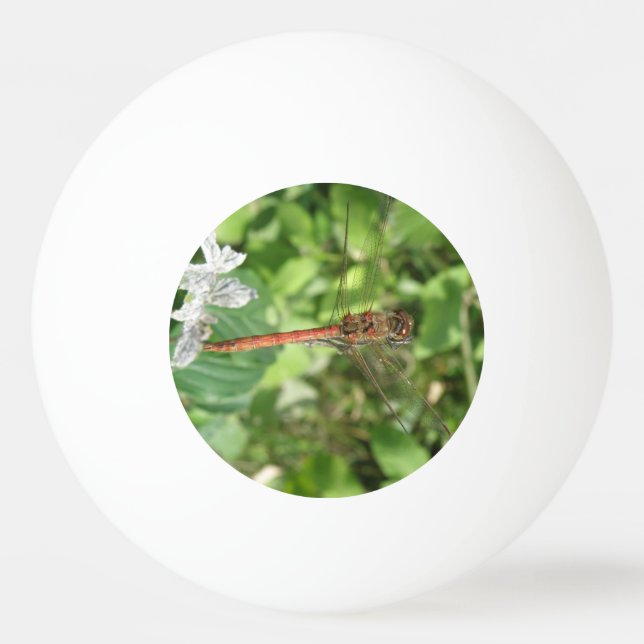 Pelota De Ping Pong Flauta negra común Ping Pong Ball (Anverso)