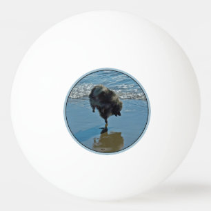 Pelota De Ping Pong Fotografía del Ballet Keeshond - Arte de Perro Ori