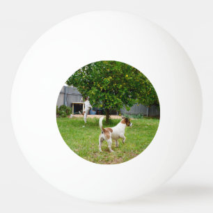 Pelota De Ping Pong Fox Terrier Saltando A Un Árbol,