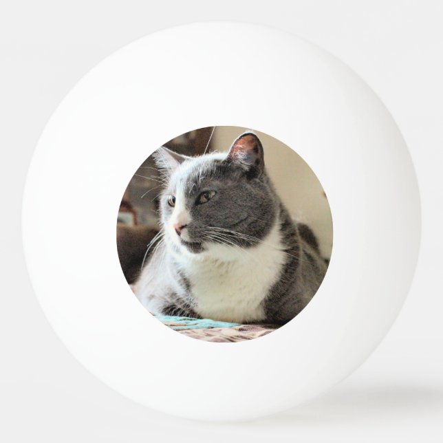 Pelota De Ping Pong Gato (Anverso)