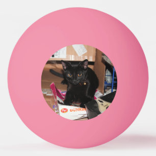 Pelota De Ping Pong Gato