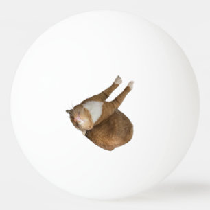 Pelota De Ping Pong Gato de Sol Boca Abajo