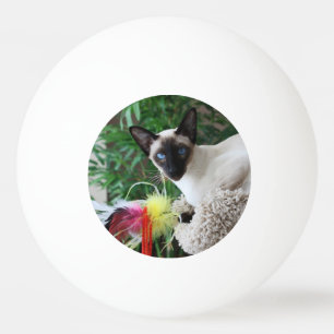 Pelota De Ping Pong Gato siamés hermoso que juega con el juguete