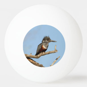 Pelota De Ping Pong Giant Kingfisher