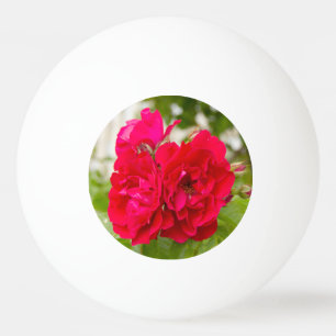 Pelota De Ping Pong Grandes rosas rojas en el jardín