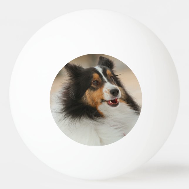 Pelota De Ping Pong Happy Shelty (Anverso)