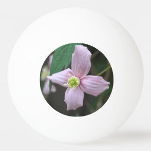 Pelota De Ping Pong Hermosa flor de jardín rosa fresca de primavera. f