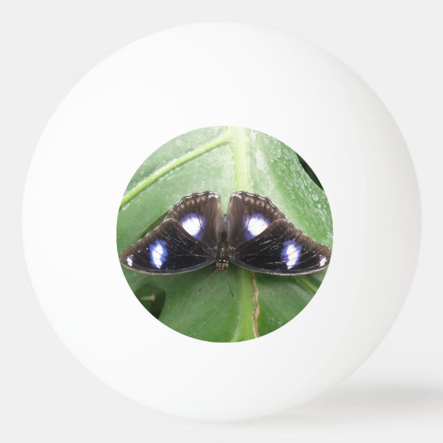 Pelota De Ping Pong Hermosa mariposa con manchas azules (Reverso)
