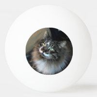Irresistible Cat Zorro Tres Estrellas Ping Pong Ba