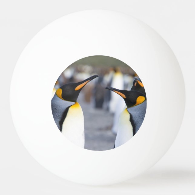 Pelota De Ping Pong King Penguins (Reverso)