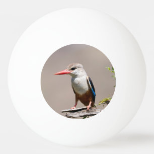 Pelota De Ping Pong Kingfisher de cabeza gris