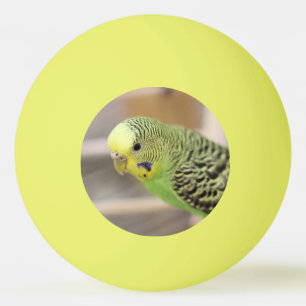 Pelota De Ping Pong Kiwi