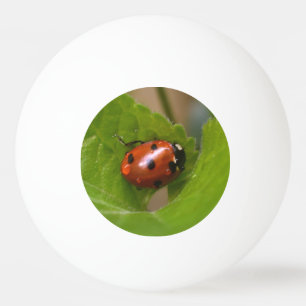 Pelota De Ping Pong Ladybug sobre las dulces flores violetas