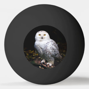 Pelota De Ping Pong Majestuoso búho de invierno