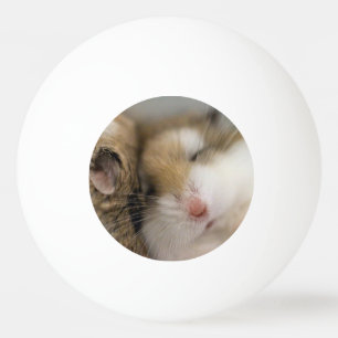 Pelota De Ping Pong Mover sobre Bob