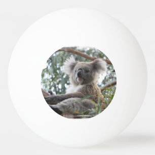 Pelota De Ping Pong Oso de koala