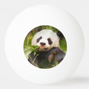 Pelota De Ping Pong Oso de panda