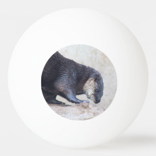 Pelota De Ping Pong Otters