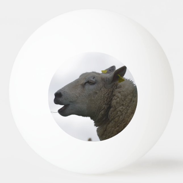 Pelota De Ping Pong Ovejas Chomping en el heno (Anverso)