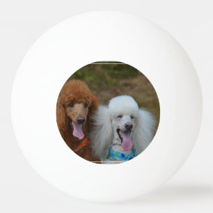 Pelota De Ping Pong Pares de caniches