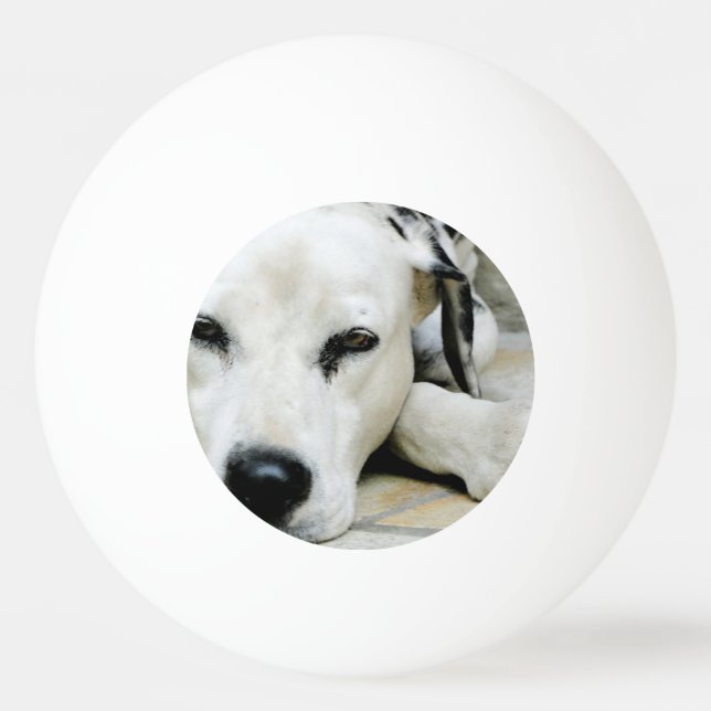 Pelota De Ping Pong Perro dálmata (Anverso)