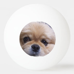 Pelota De Ping Pong Perro de Pekingese