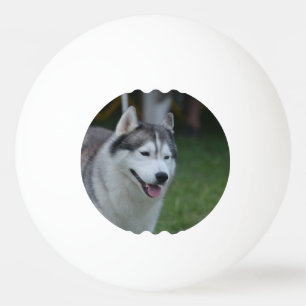 Pelota De Ping Pong Perro fornido